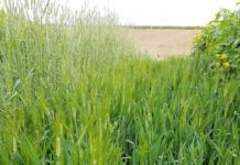 Alternative Field Crops Promoted as Groundwater Access Tightens