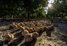 Walnut Industry Marches Forward on Sustainability Road