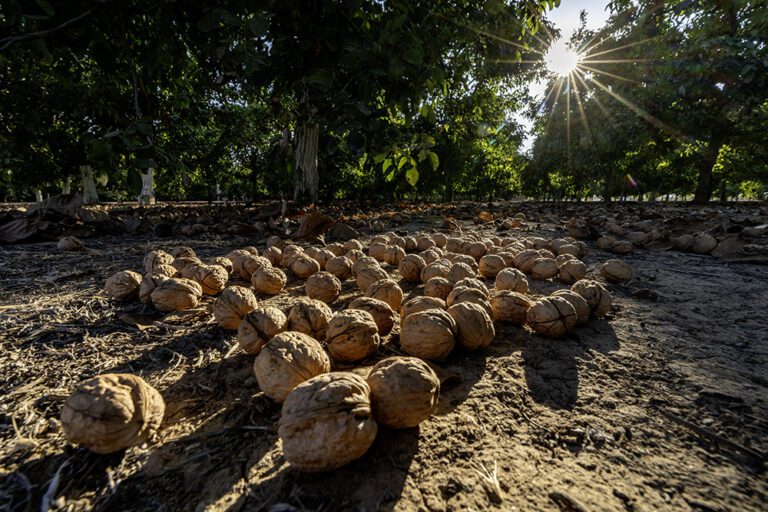 Walnut Industry Marches Forward on Sustainability Road