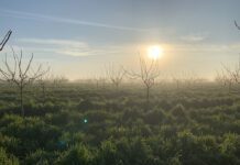Understanding How Cover Crops Affect Water Use in Pistachio Orchards