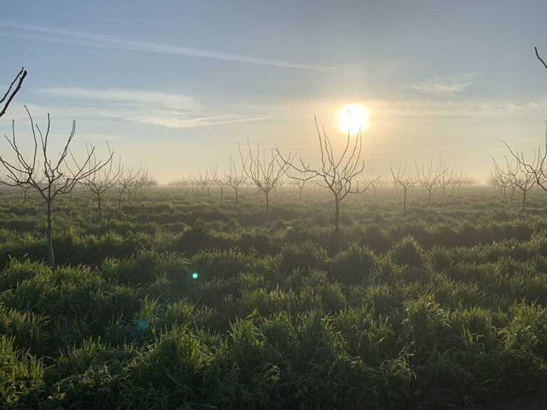 Understanding How Cover Crops Affect Water Use in Pistachio Orchards