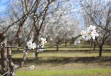 New Beginnings in the Tree Nut Industry