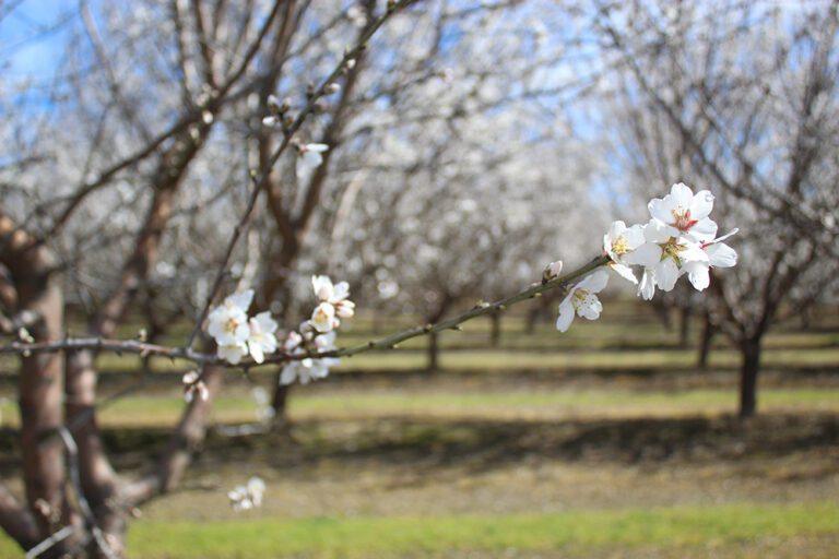 New Beginnings in the Tree Nut Industry