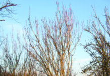 Plan Ahead to Improve Fertility Outcomes