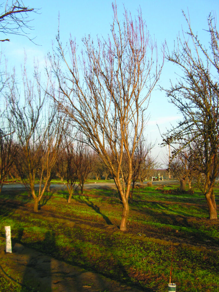 Plan Ahead to Improve Fertility Outcomes