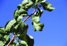 When Evidence Replaces Assumptions: What a UC Davis Study Reveals About PCAs