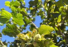 Chilean Hazelnut Growers Expected to Harvest 200,000 Metric Tons by 2030