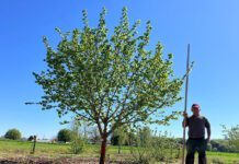 New Hazelnut Cultivar Offers Resistance to New Strain of EFB