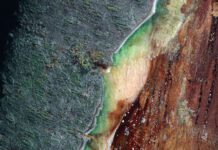 Red Leaf Blotch, Carpophilus Beetle Raise Alarm for Almond Industry