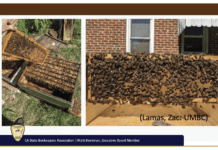 Study Provides Beehive Stocking Rate Guidance for Almond Growers