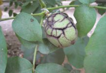 Ethephon Trials Show Promising Results in Walnut Varieties A walnut shows signs of hull split; a key maturity stage researchers monitor to evaluate the effectiveness of Ethephon applications for improving harvest timing. (Photo C. Parsons)