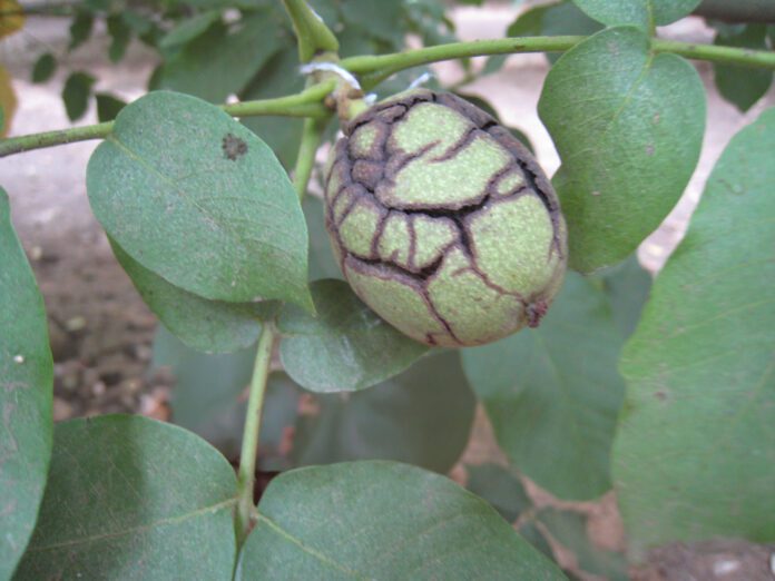 A walnut shows signs of hull split; a key maturity stage researchers monitor to evaluate the effectiveness of Ethephon applications for improving harvest timing. (Photo C. Parsons)