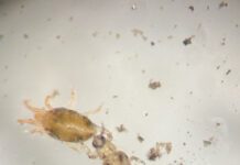 Mite Monitoring Recommended in April to Make Control Decisions