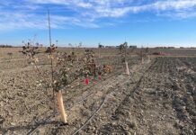 Nitrogen and Phosphorus Fertilization of Pistachios in the First Two Years
