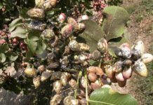 Gill’s Mealybug Presents Control, Resistance Challenges for Pistachio Industry