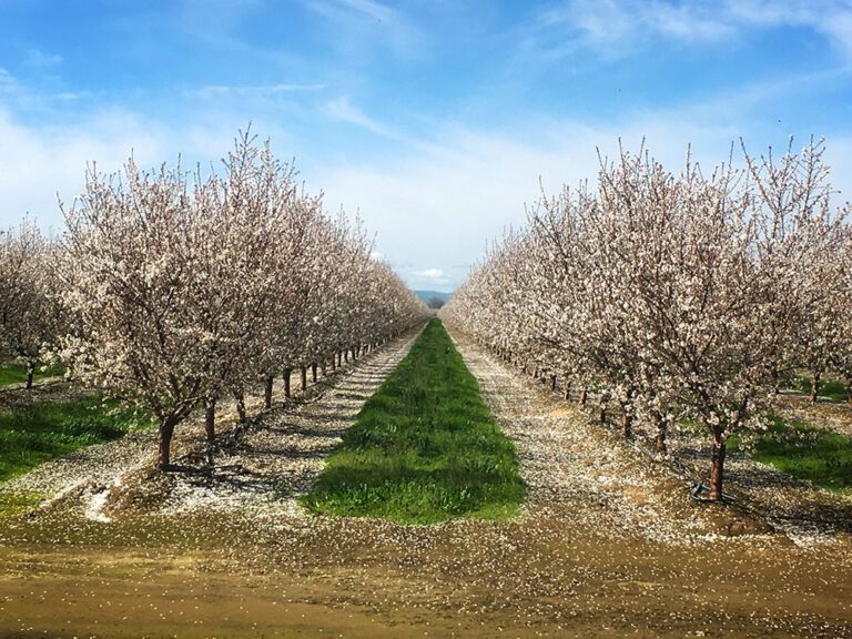 Early Phosphorus and Calcium Set the Stage for Yield
