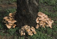 Resistant Rootstocks are the Best Bet When Fighting Oak Root Fungus