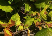 Newly Identified Bud Rot Disease Raises Concerns for Hazelnut Growers