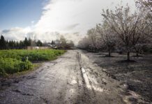 Seeds for Bees Opening Announcement