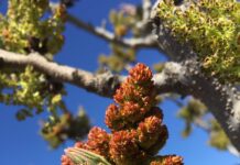 Pistachio Pollination is a Complex Process