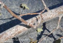 IGRs Recommended for Walnut Scale Walnut twig infested with walnut scale. (Photo by Themis J. Michailides) Credit: Themis J. Michailides