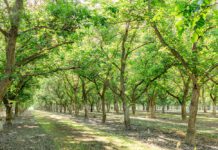 From the Orchard: Family Roots and Innovation Drive Carriere Family Farms