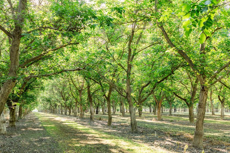 From the Orchard: Family Roots and Innovation Drive Carriere Family Farms