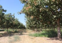 The Orchard Paradox: Modernizing Capital and Compliance for Californiaās Permanent Crops