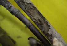 Industry Outlook, Orchard Challenges Discussed At Tri-County Walnut Day