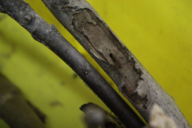 Industry Outlook, Orchard Challenges Discussed At Tri-County Walnut Day