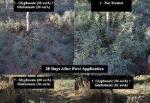 Timing, Tank Mixes Critical for Silverleaf Nightshade Control