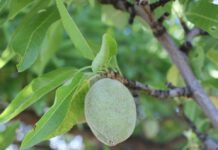 It’s Not Just Why, It’s How in Crop Nutrition