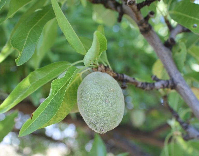 It’s Not Just Why, It’s How in Crop Nutrition