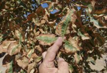 Managing Salinity, Nutrients Key to Pistachio Productivity