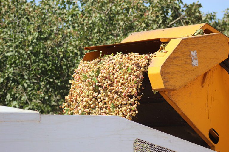 Orchard Location Impacts Pistachio Production