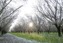 Agronomy: Common Causes of Cover Crop Failure