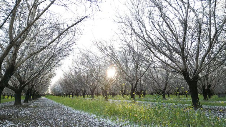 Agronomy: Common Causes of Cover Crop Failure