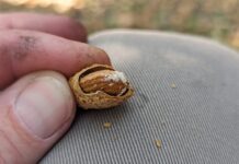 Early Pest Emergence Puts Growers on Alert (Close up of almond) Frass from a carpophilus beetle is visible on an infested almond, a sign of early-season pest activity that can impact nut quality. (Photo courtesy of UC Riverside)