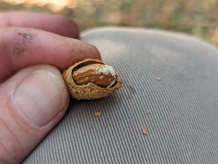 (Close up of almond) Frass from a carpophilus beetle is visible on an infested almond, a sign of early-season pest activity that can impact nut quality. (Photo courtesy of UC Riverside)