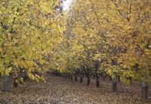 The Weight of Legacy: The Pressure of Keeping the Farm Alive in Hard Times