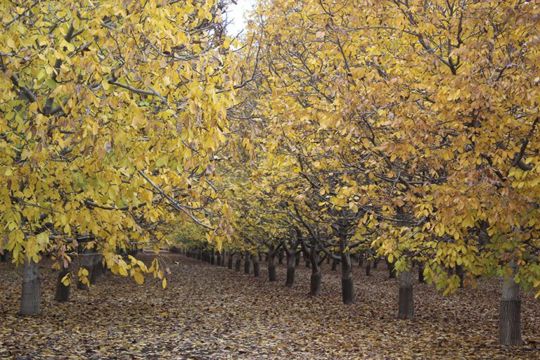 The Weight of Legacy: The Pressure of Keeping the Farm Alive in Hard Times