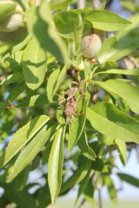 (Pic of bug) Adult leaffooted bugs can cause early nut drop and kernel damage, making early detection critical in almond orchards. (Photo by C. Parsons)