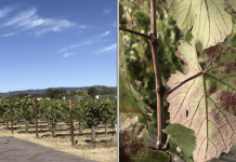 New Funding Model Supports Practical Solutions for California Growers