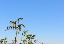 Managing Walnut Husk Fly and Codling Moth in California Orchards