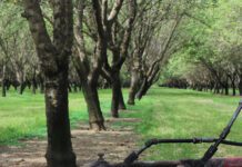 Transitioning to Organic: New Webinar Series Supports California Growers